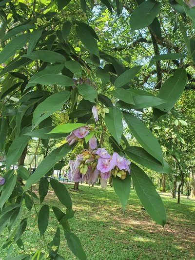 Clitoria fairchildiana, photographed by Cheongweei Gan
