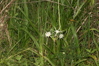 Hymenocallis liriosme, photographed by Rich Sommer