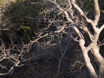 Falconeria insignis, photographed by Dinesh Valke