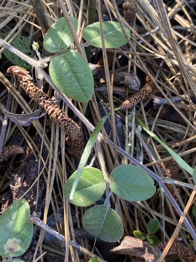 Galactia mollis, photographed by Alan Weakley