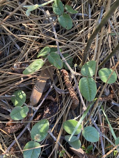 Galactia mollis, photographed by Alan Weakley