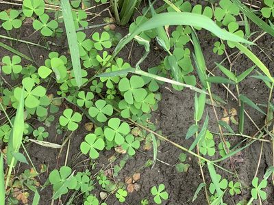 Marsilea crenata, photographed by kamataryo