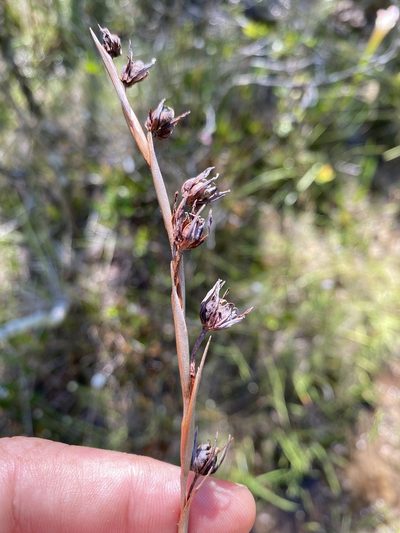 Pleea tenuifolia, photographed by Alan Weakley
