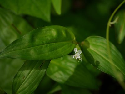 Commelina suffruticosa, photographed by Dinesh Valke