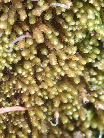 Neoorthocaulis floerkei, photographed by Jonathan Hughes