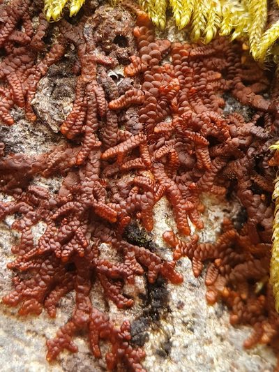 Frullania fragilifolia, photographed by Jonathan Hughes