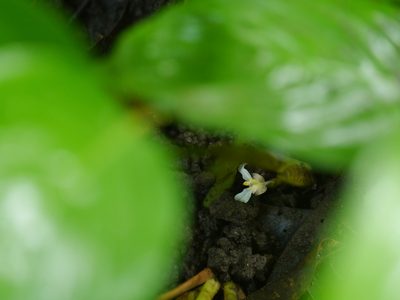 Stachyphrynium spicatum, photographed by Dinesh Valke