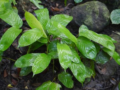 Stachyphrynium spicatum, photographed by Dinesh Valke