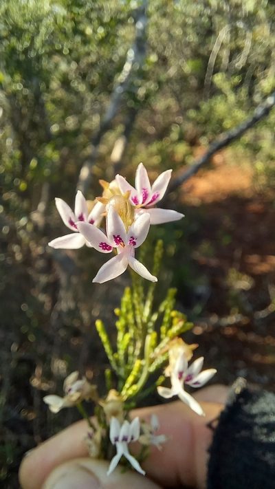 Cyphia sylvatica, photographed by kevin koen