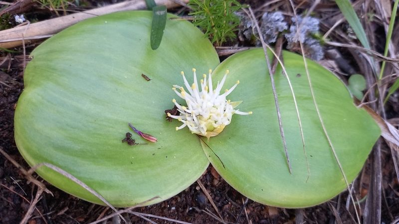 Massonia setulosa, photographed by kevin koen