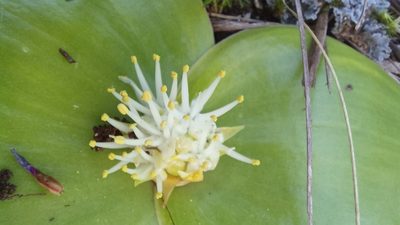 Massonia setulosa, photographed by kevin koen