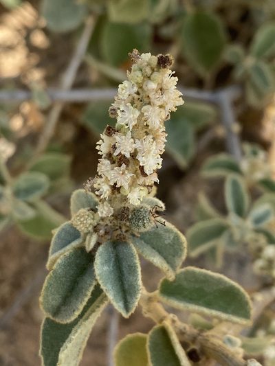 Croton conduplicatus, photographed by Jean-Paul Boerekamps