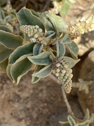 Croton conduplicatus, photographed by Jean-Paul Boerekamps