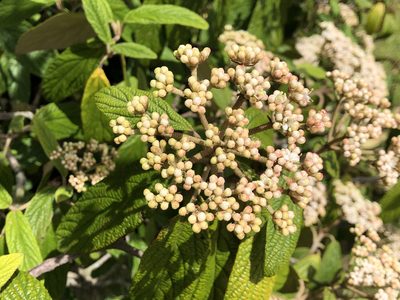 Viburnum rhytidophyllum, photographed by Jason Grant