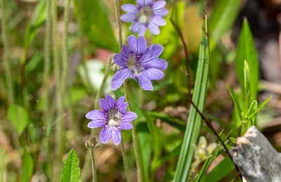 Pinguicula caerulea, photographed by Forest Botial-Jarvis