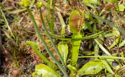Dionaea muscipula, photographed by Forest Botial-Jarvis