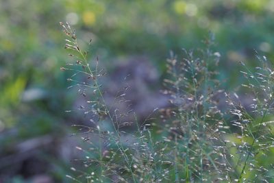 Eragrostis ferruginea, photographed by harum.koh