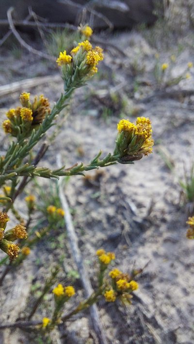 Marasmodes dummeri, photographed by Jacques van der Merwe