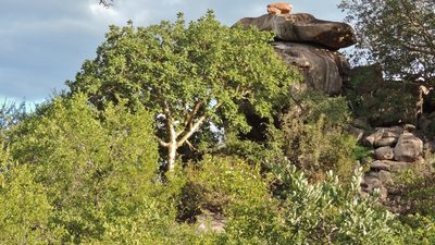 Commiphora marlothii, photographed by i_c_riddell