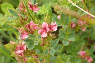 Indigofera rubroglandulosa, photographed by Peter Warren
