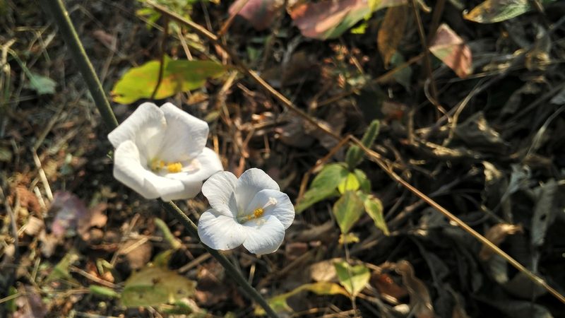 Hibiscus hirtus, photographed by Dinesh Valke