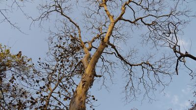 Lagerstroemia microcarpa, photographed by Dinesh Valke