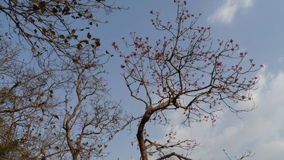 Firmiana colorata, photographed by Dinesh Valke