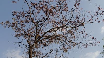 Terminalia bellirica, photographed by Dinesh Valke