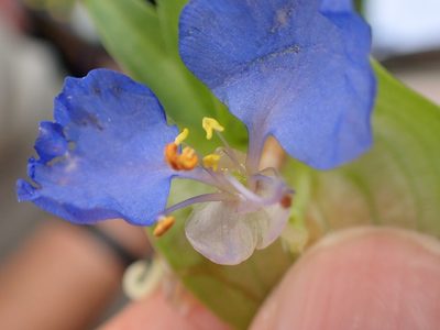 Commelina eckloniana, photographed by Peter Warren