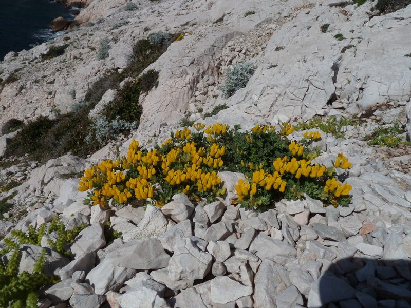 Lotus drepanocarpus, photographed by aroche
