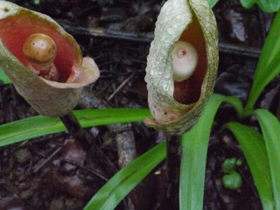 Amorphophallus bulbifer