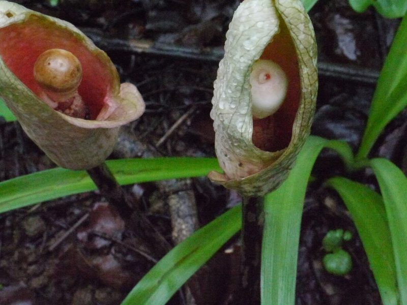 Amorphophallus bulbifer, photographed by Dinesh Valke