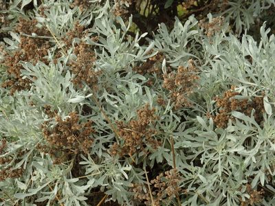 Artemisia argentea, photographed by Duarte Frade