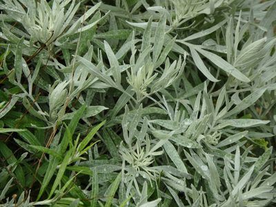 Artemisia argentea, photographed by Duarte Frade