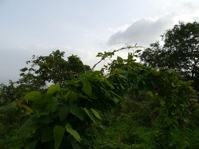 Ceropegia vincifolia, photographed by Dinesh Valke