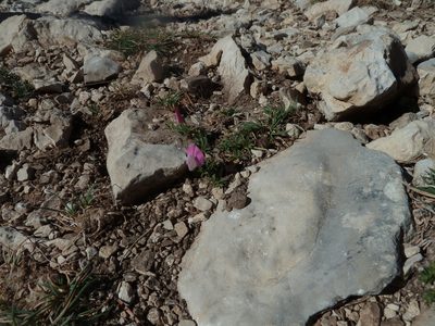 Ononis cristata, photographed by aroche