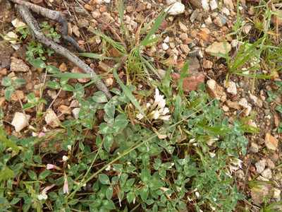 Trifolium uniflorum, photographed by aroche