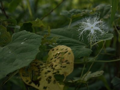 Trichosanthes cucumerina, photographed by Dinesh Valke