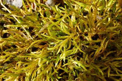 Homalothecium lutescens, photographed by Patrick Hacker
