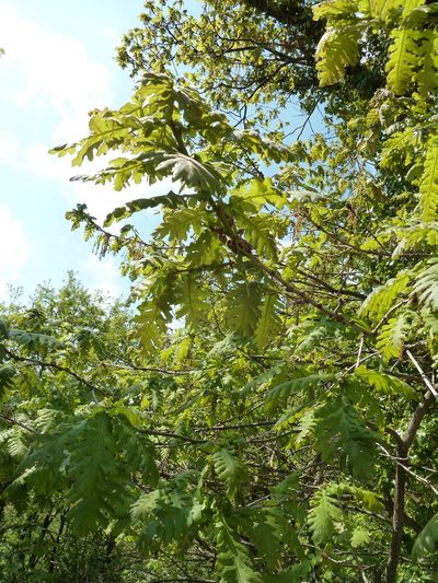 Quercus frainetto, photographed by aroche