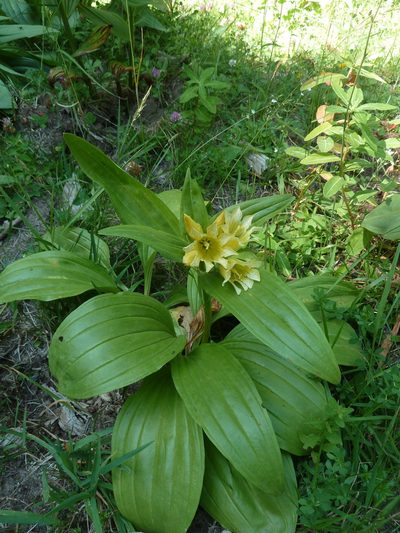 Gentiana burseri, photographed by aroche