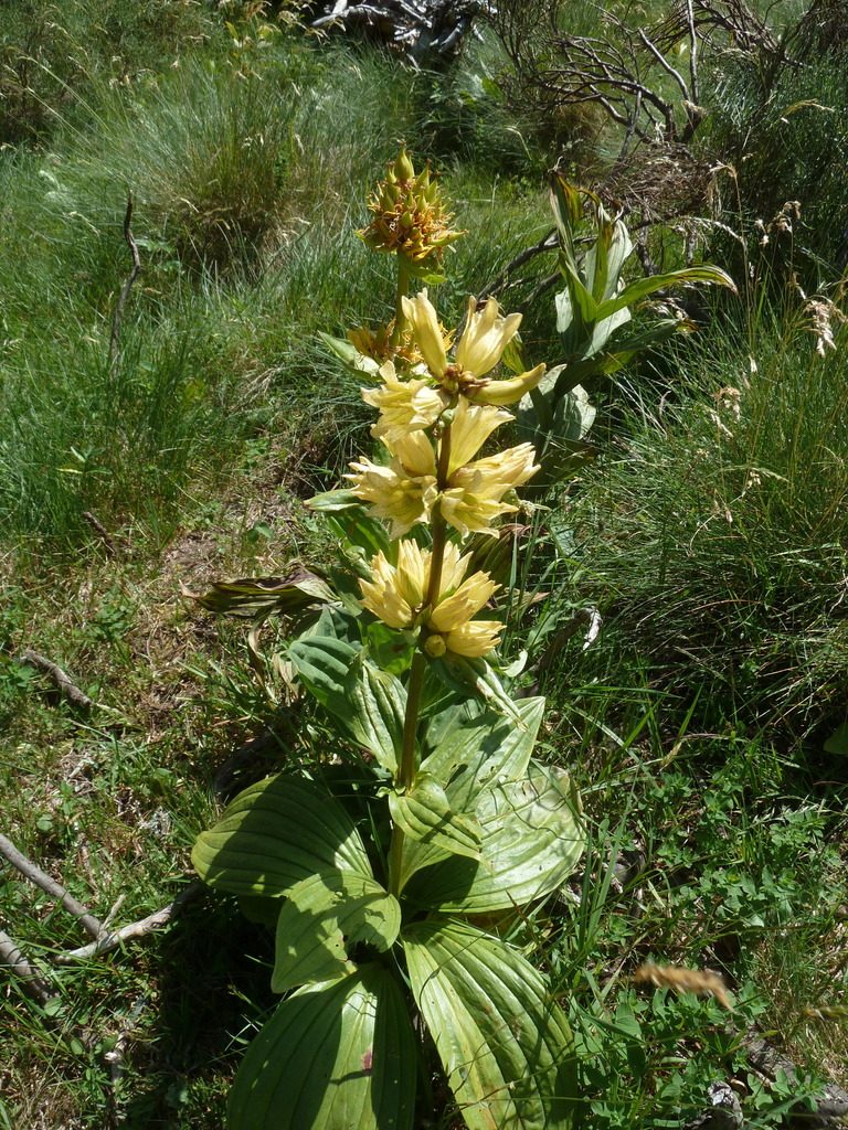 Gentiana burseri, photographed by aroche
