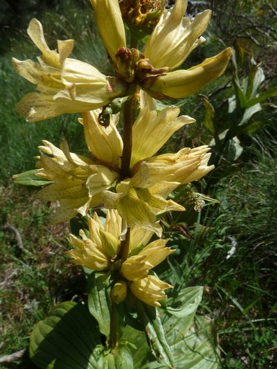 Gentiana burseri, photographed by aroche