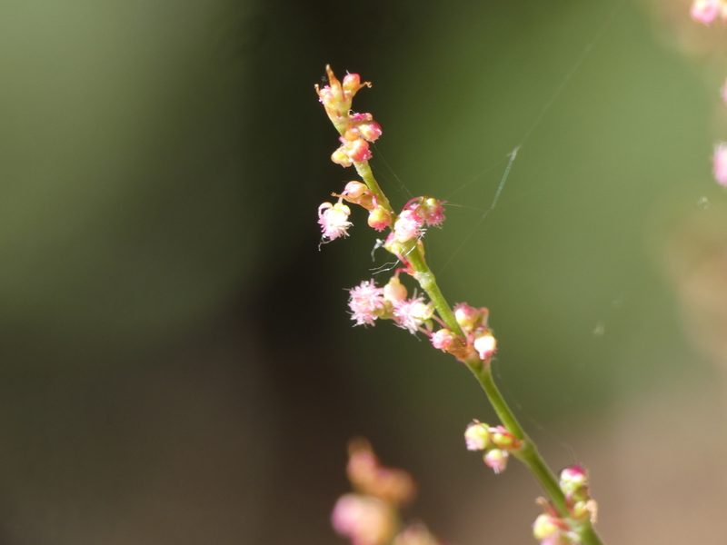 Rumex intermedius, photographed by Yves Bas