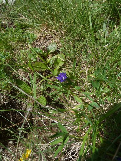 Gentiana pyrenaica, photographed by aroche