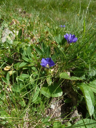 Gentiana pyrenaica, photographed by aroche