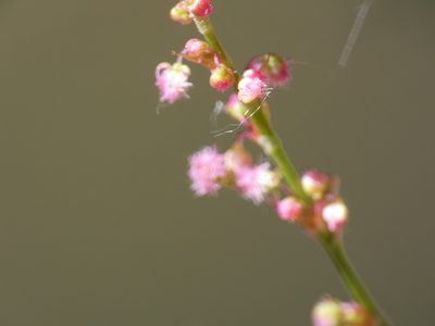 Rumex intermedius, photographed by Yves Bas