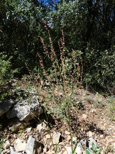 Rumex intermedius, photographed by Yves Bas