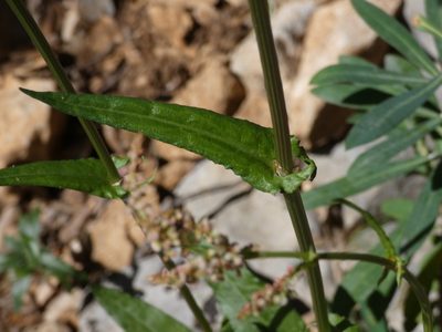 Rumex intermedius, photographed by Yves Bas