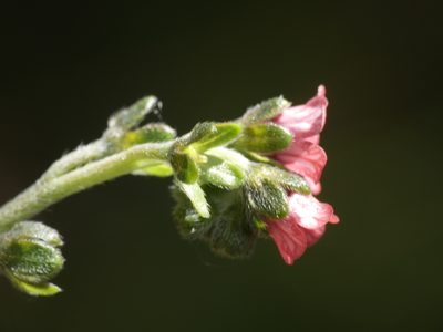 Cynoglossum pustulatum, photographed by Yves Bas